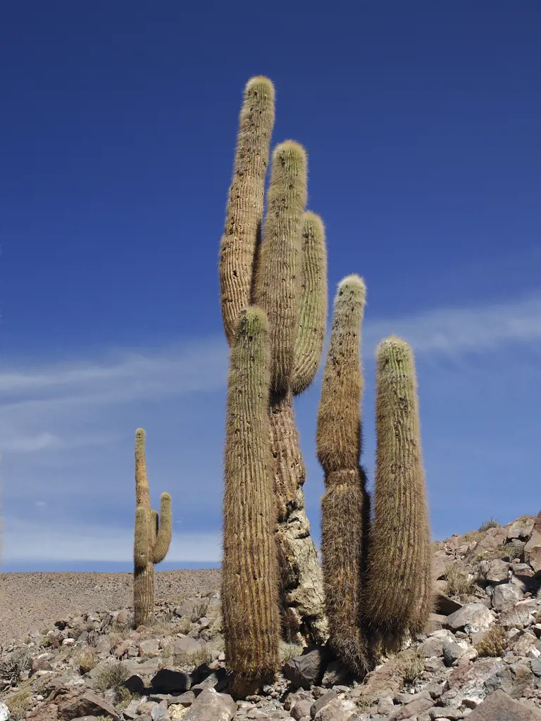 Trekkingreise in Chile, dem Land der Kontraste